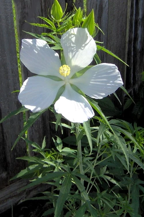 White Swamp Hardy Hibiscus - 1 Gallon Pot - Image 4