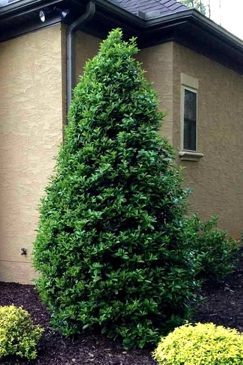 Greenleaf American Holly (Ilex Opaca) - 3 Gallon Pot - Image 8