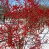 Winter Red Female Winterberry Holly - 6 Pack Of 1 Gallon Pots