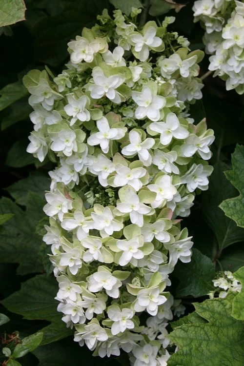 Snowflake Oakleaf Hydrangea - 1 Gallon Pot - Image 9