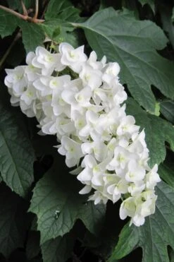 Snowflake Oakleaf Hydrangea - 1 Gallon Pot
