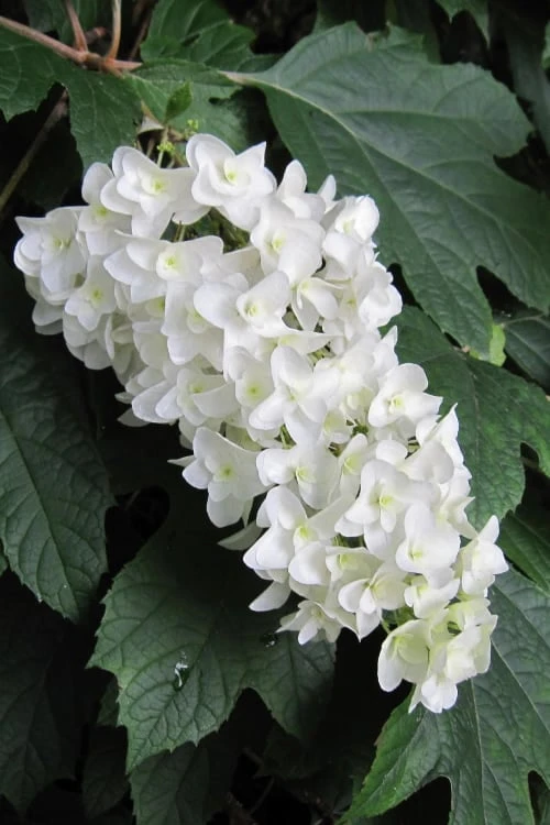 Snowflake Oakleaf Hydrangea - 1 Gallon Pot