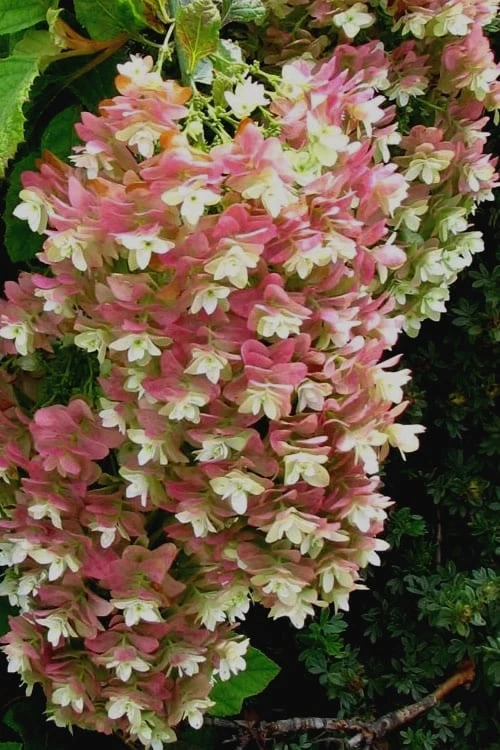 Snowflake Oakleaf Hydrangea - 1 Gallon Pot - Image 6