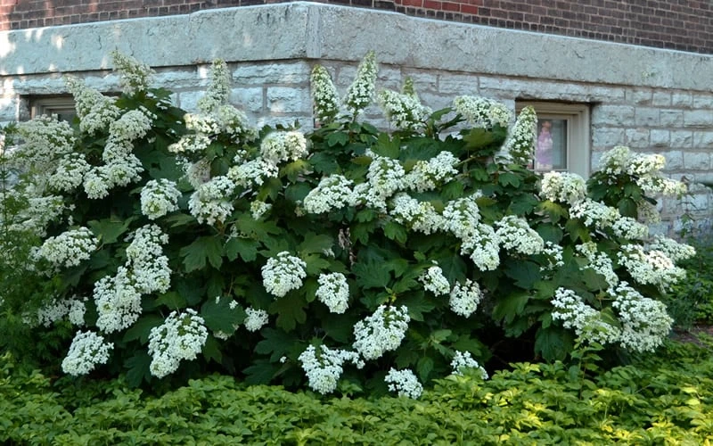 Snowflake Oakleaf Hydrangea - 1 Gallon Pot - Image 8