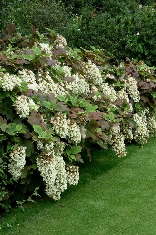 Snowflake Oakleaf Hydrangea - 1 Gallon Pot - Image 7
