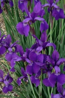 Caesar's Brother Siberian Iris - 6 Pack Of 1 Gallon Pots