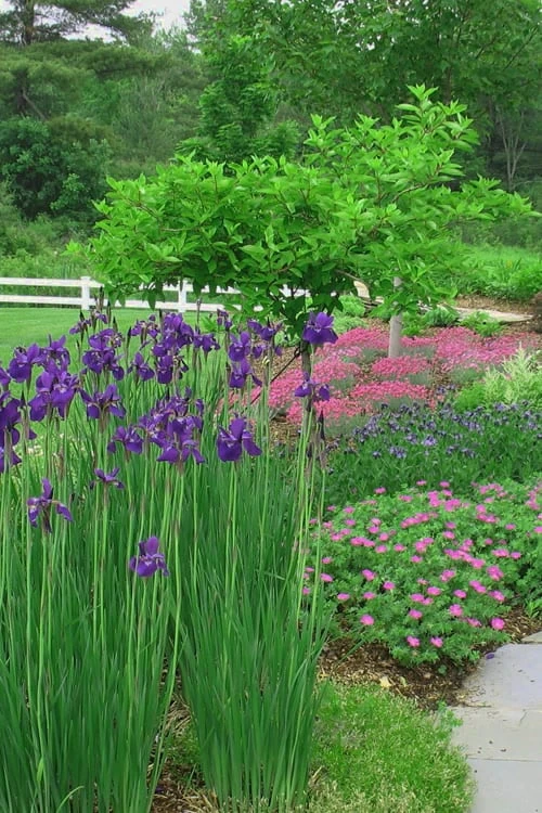 Caesar's Brother Siberian Iris - 1 Gallon Pot - Image 5