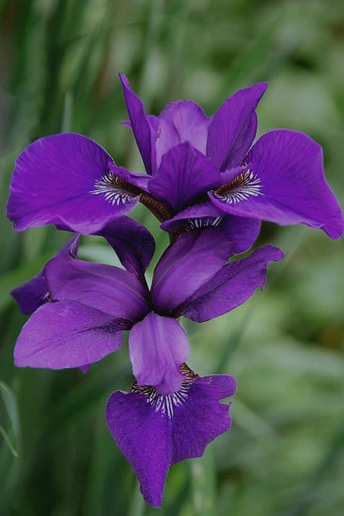 Caesar's Brother Siberian Iris - 1 Gallon Pot - Image 4