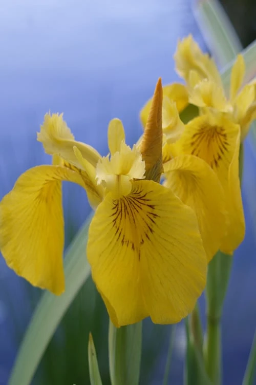 Yellow Flag Iris - 6 Pack Of 1 Gallon Pots - Image 9