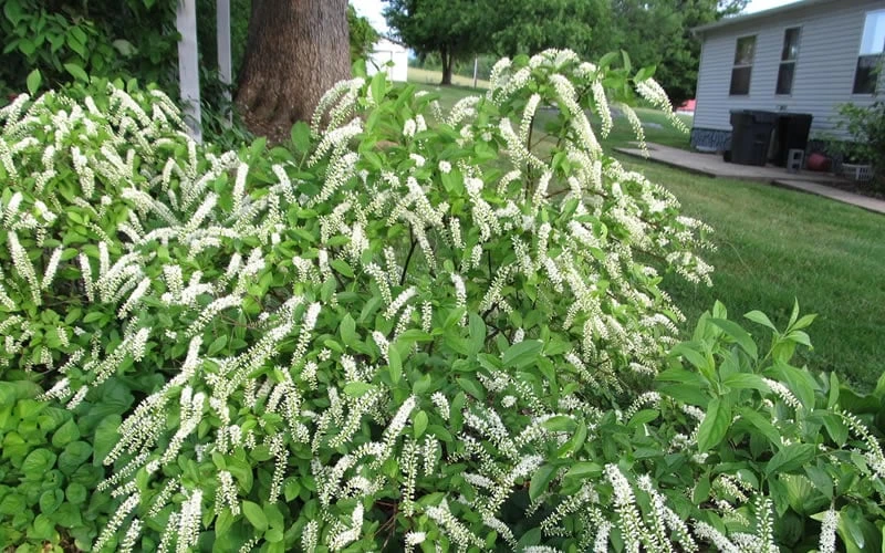 Henry's Garnet Virginia Sweetspire (Itea) - 7 Gallon Pot - Image 7