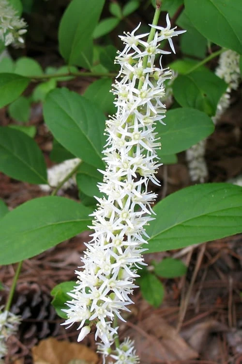 Henry's Garnet Virginia Sweetspire (Itea) - 7 Gallon Pot - Image 6