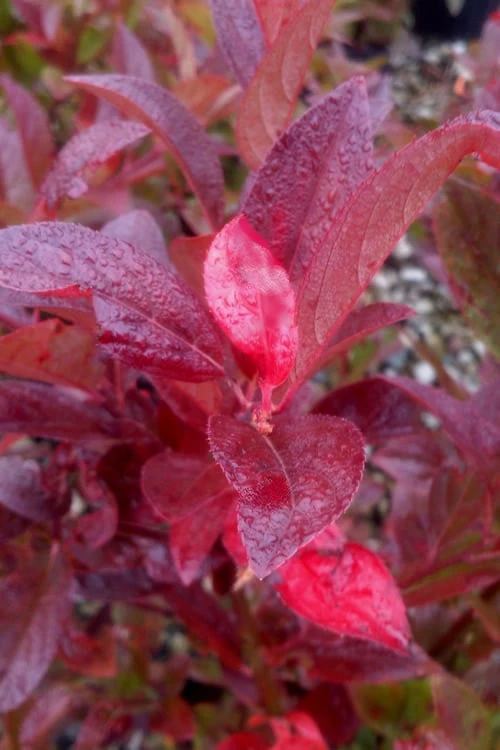 Henry's Garnet Virginia Sweetspire (Itea) - 7 Gallon Pot - Image 9