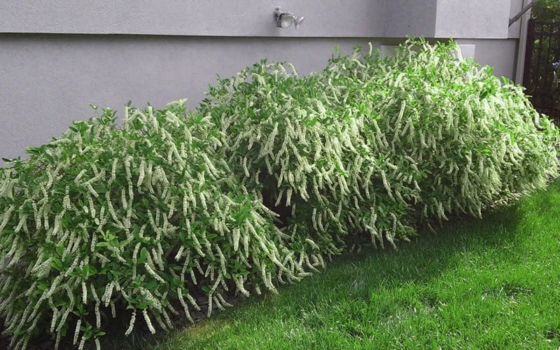 Henry's Garnet Virginia Sweetspire (Itea) - 7 Gallon Pot - Image 8