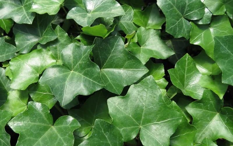 English Ivy (Hedera Helix) - 72 Pack Of 3.5" Pots - Image 5