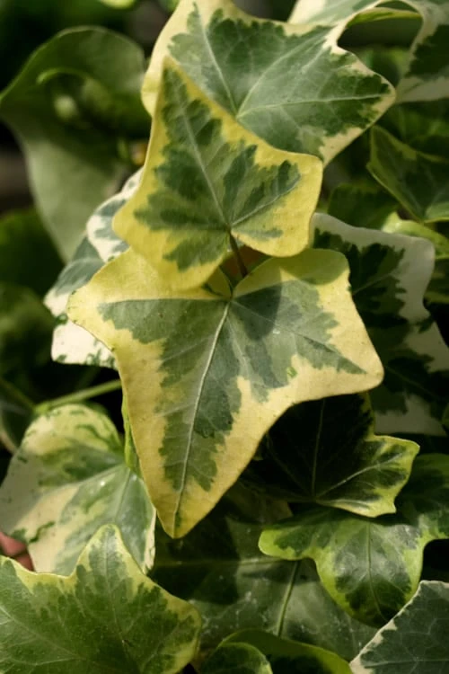 Gold Child Ivy (Hedera Helix) - 10 Pack Of Pint Pots - Image 5