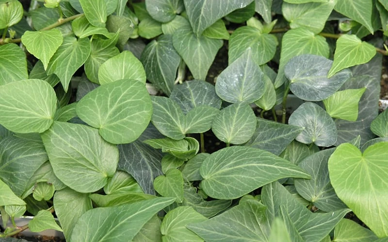 Teardrop Ivy (Hedera Helix) - 10 Pack Of Pint Pots - Image 4