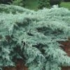 Grey Owl Juniper - 6 Pack Of 1 Gallon Pots