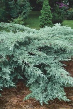 Grey Owl Juniper - 6 Pack Of 1 Gallon Pots