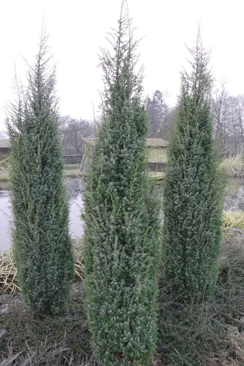 Skyrocket Columnar Juniper - 3 Gallon Pot - Image 6