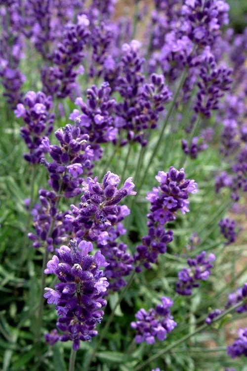 Hidcote Blue English Lavender - 1 Gallon Pot - Image 5