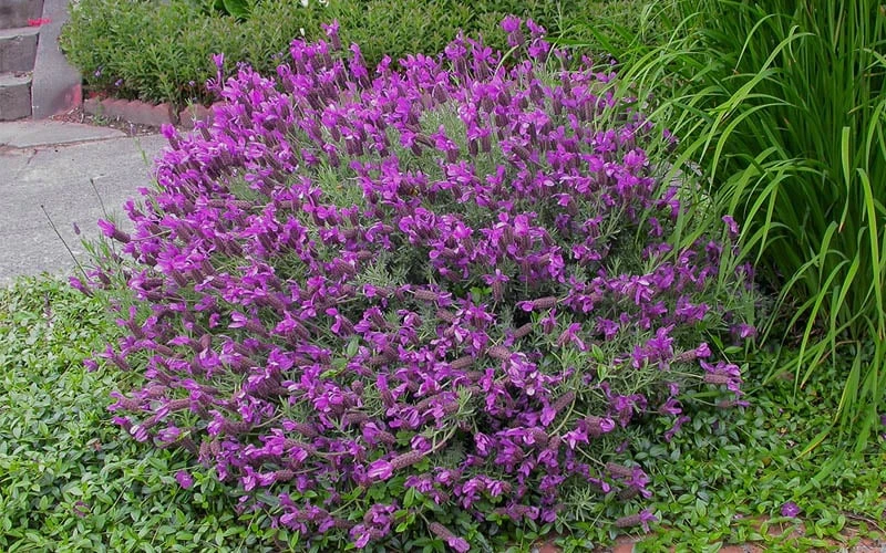 Otto Quast Spanish Lavender - 1 Gallon Pot - Image 5