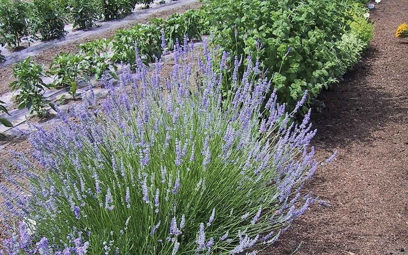 Provence French Lavender - 5 Pack Of Quart Pots - Image 5