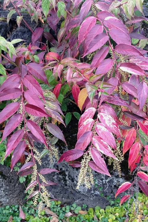 Rainbow Leucothoe (Drooping Fetterbush) - Leucothoe Fontanesiana - 5 Gallon Pot - Image 5