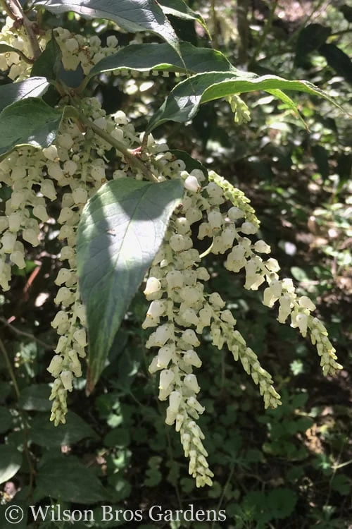 Rainbow Leucothoe (Drooping Fetterbush) - Leucothoe Fontanesiana - 5 Gallon Pot - Image 6