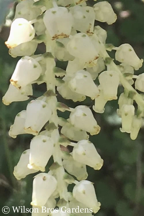 Rainbow Leucothoe (Drooping Fetterbush) - Leucothoe Fontanesiana - 5 Gallon Pot - Image 7