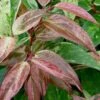 Rainbow Leucothoe (Drooping Fetterbush) - Leucothoe Fontanesiana - 6 Pack Of 1 Gallon Pots