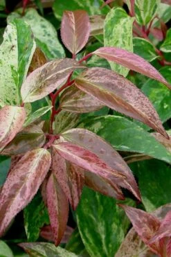 Rainbow Leucothoe (Drooping Fetterbush) - Leucothoe Fontanesiana - 2 Gallon Pot