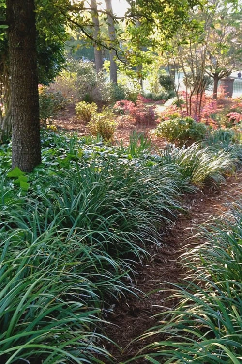 Emerald Goddess Liriope (Lilyturf) - 1 Gallon Pot - Image 6