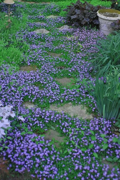 Blue Flowering Mazus - 10 Count Flat Of 4" Pint Pots