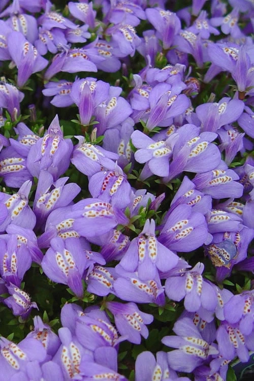 Blue Flowering Mazus - 5 Pack Of Pint Pots - Image 7