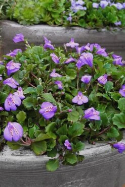 Blue Flowering Mazus - 36 Pack Of 3.5" Pint Pots
