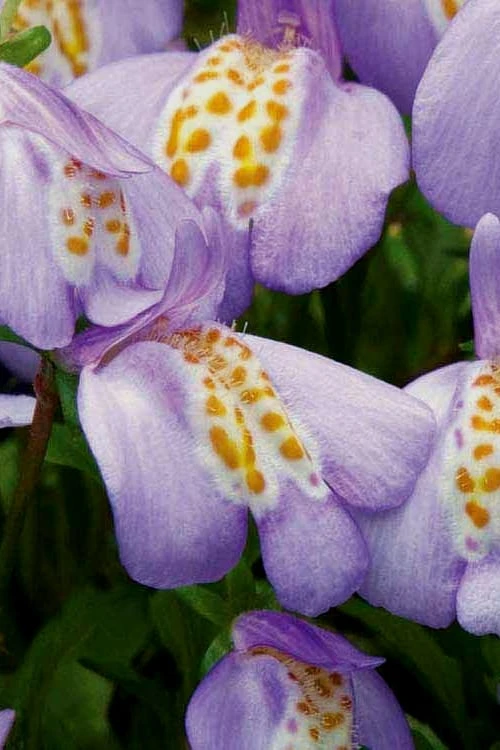 Blue Flowering Mazus - 5 Pack Of Pint Pots - Image 4