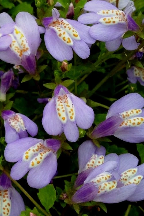 Blue Flowering Mazus - 5 Pack Of Pint Pots - Image 6