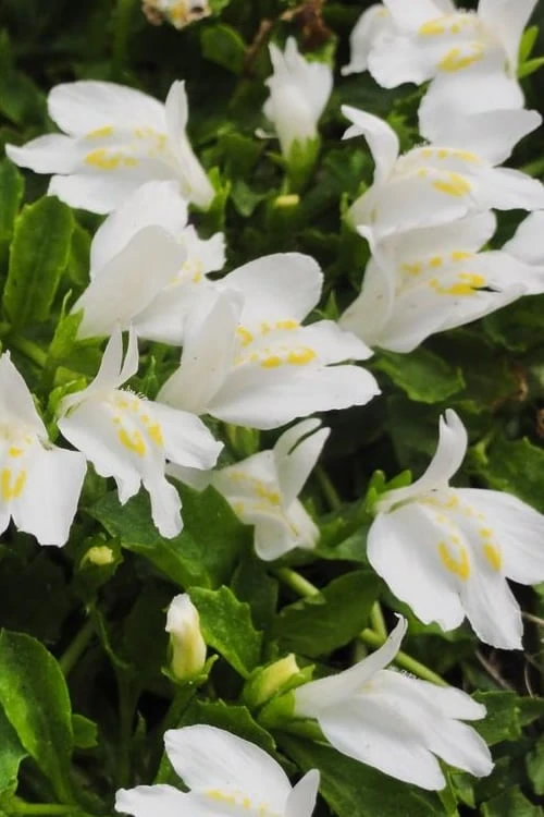 White Flowering Mazus - 6 Pack Of Pint Pots - Image 6