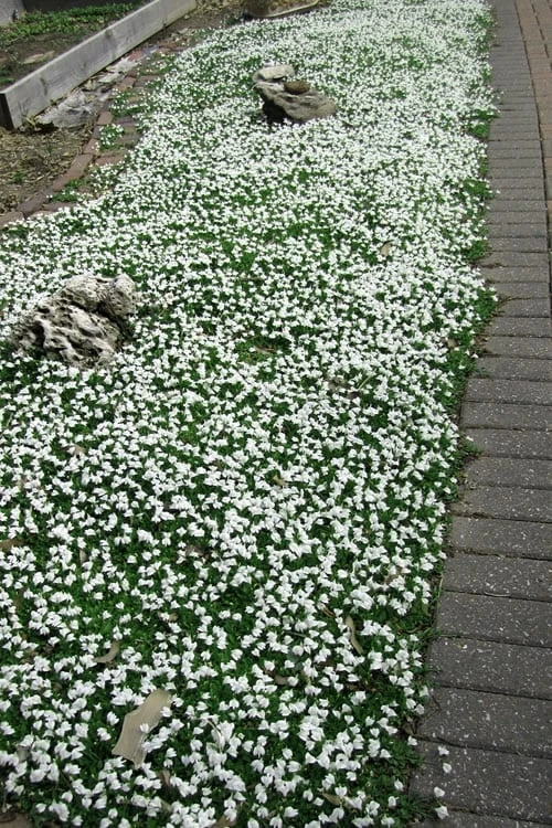 White Flowering Mazus - 5 Pack Of Pint Pots - Image 5