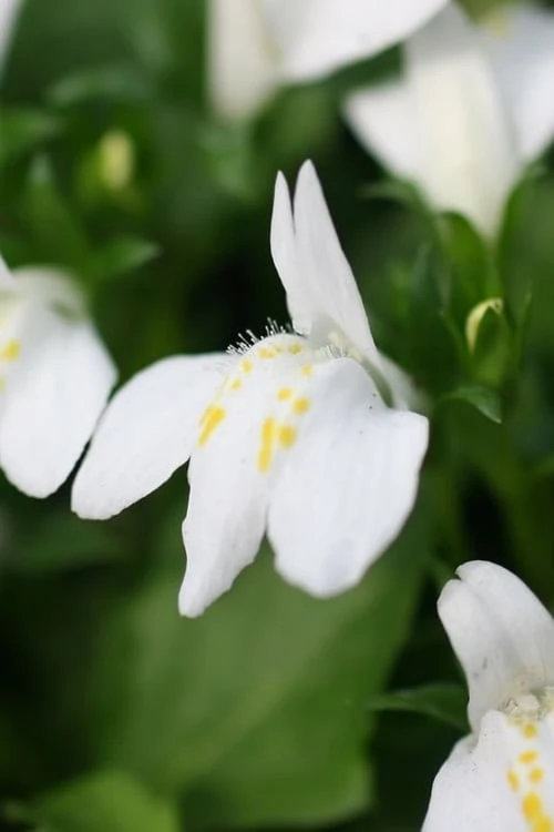 White Flowering Mazus - 6 Pack Of Pint Pots - Image 4