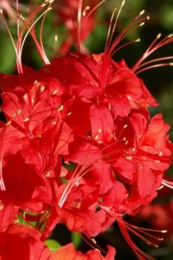 Jack Melton Oconee Red Native Azalea - 3 Gallon Pot