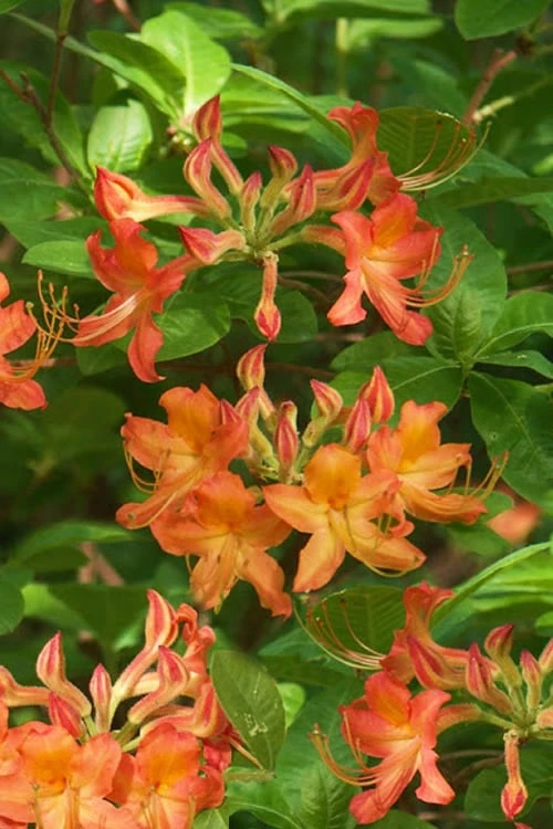 Nancy's Orange Native Azalea - Rhododendron Flammeum X Calendulaceum - 3 Gallon Pot - Image 4
