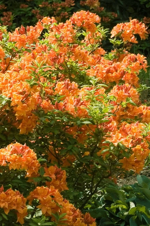 Nancy's Orange Native Azalea - Rhododendron Flammeum X Calendulaceum - 3 Gallon Pot