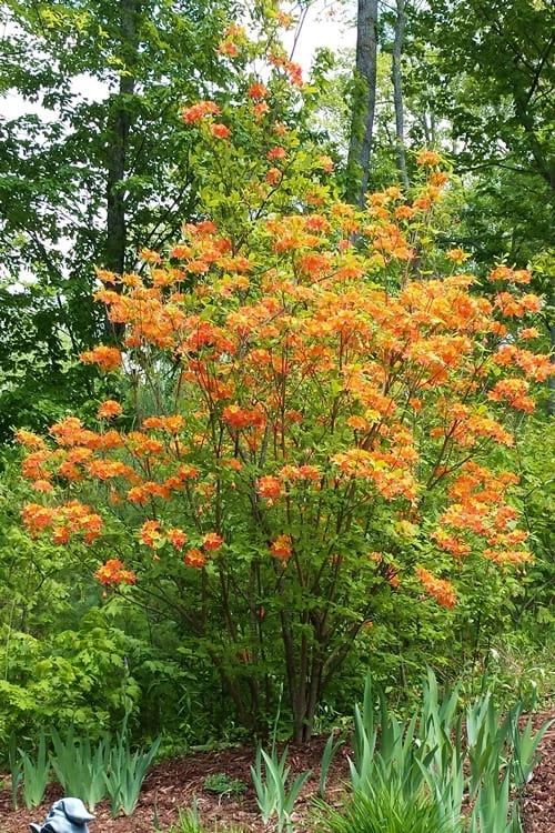 Nancy's Orange Native Azalea - Rhododendron Flammeum X Calendulaceum - 3 Gallon Pot - Image 5
