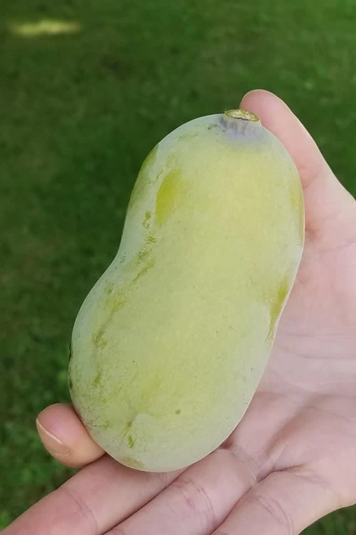 Paw Paw Tree - Asimina Triloba - 5 Gallon Pot - Image 4