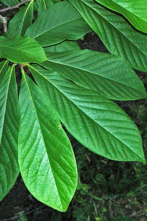 Paw Paw Tree - Asimina Triloba - 5 Gallon Pot - Image 6