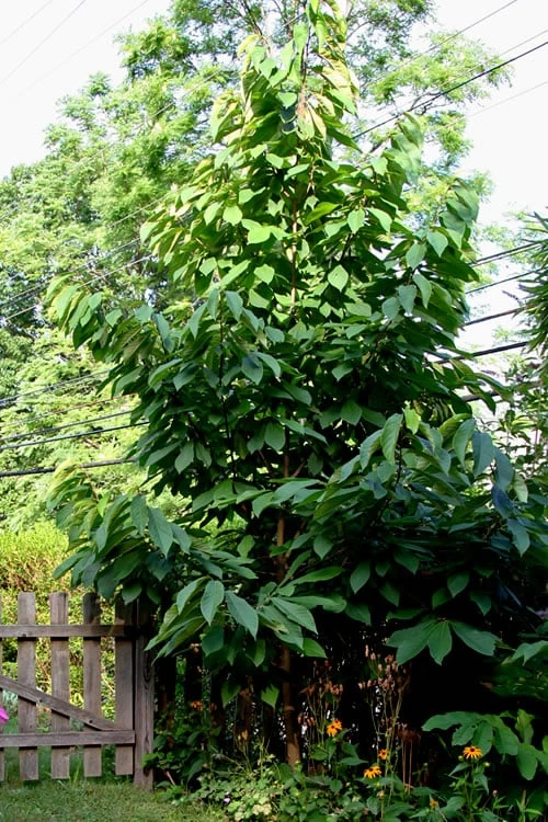 Paw Paw Tree - Asimina Triloba - 5 Gallon Pot - Image 8