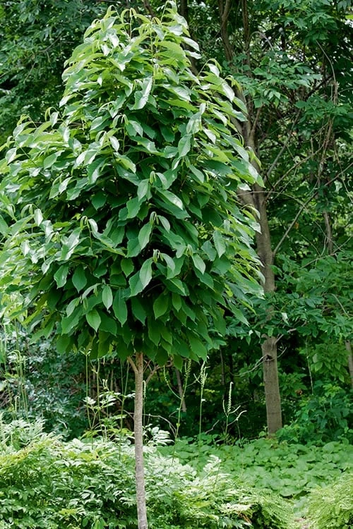 Paw Paw Tree - Asimina Triloba - 5 Gallon Pot - Image 9