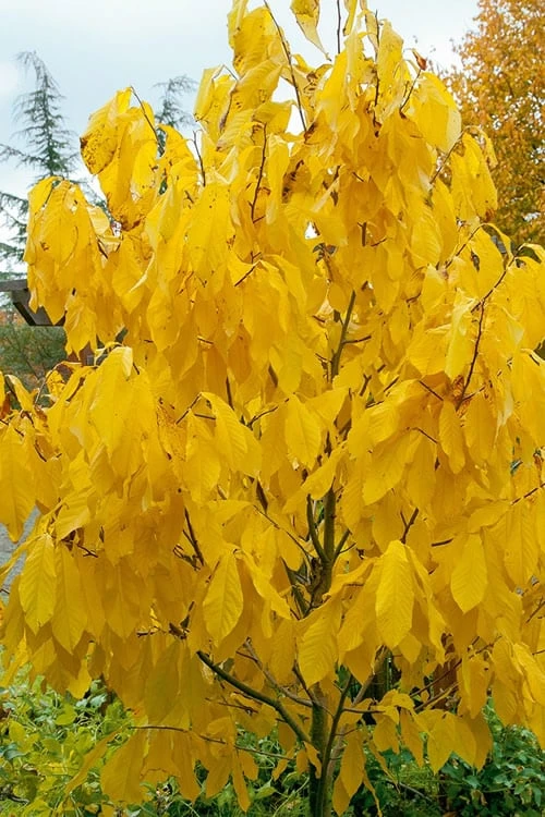 Paw Paw Tree - Asimina Triloba - 5 Gallon Pot - Image 7