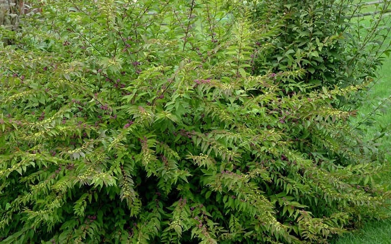 American Beautyberry - 1 Gallon Pot - Image 6